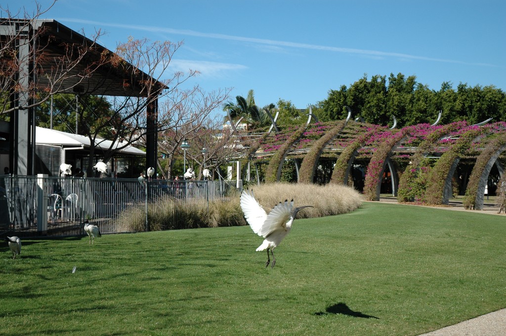 White Ibis